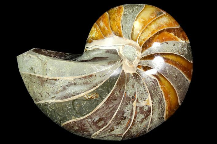Polished Fossil Nautilus - Madagascar #113525